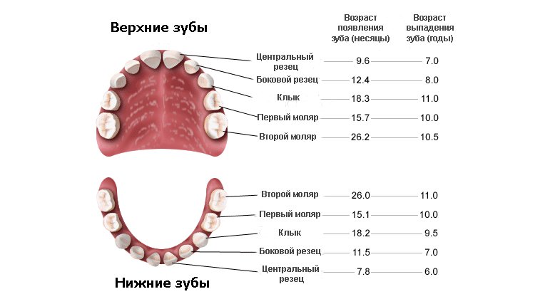 В какое время у детей выпадают зубы В какое время у детей выпадают зубы