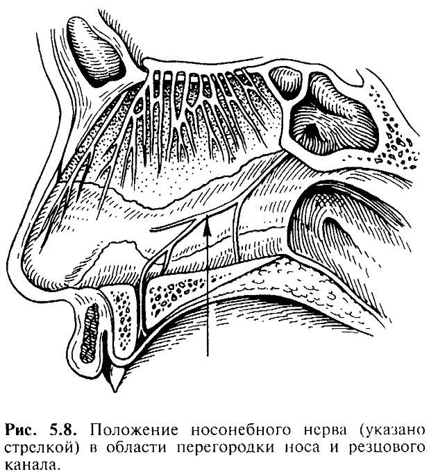 Иннервация носа. Резцовый канал полости носа. Резцовая проводниковая анестезия. Носонебный нерв иннервация. Носонебный нерв анатомия.