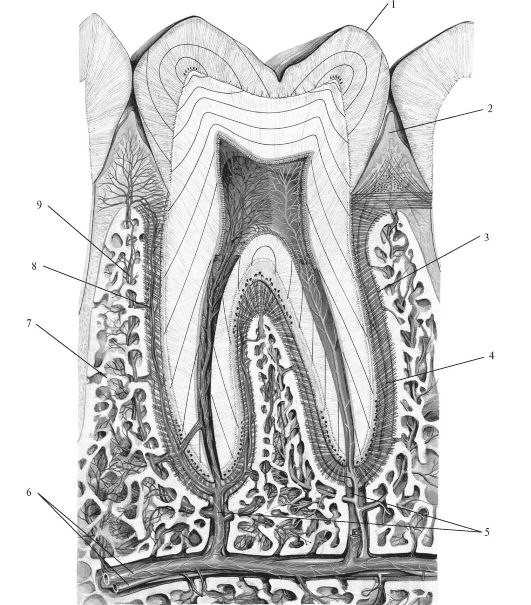 альвеолярные гребешковые волокна периодонта. иннервация зубов нижней челюсти анатомия. строение зуба эмаль дентин. причины повышенной чувствительности зубов. зуб эмаль дентин пульпа.