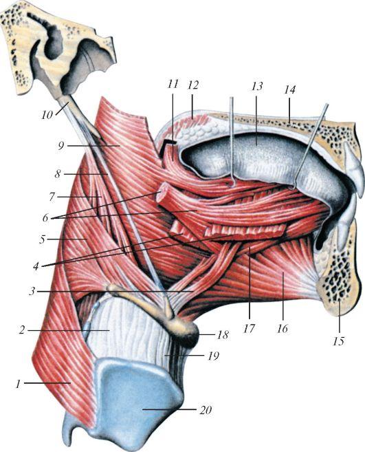 Небно глоточная мышца. Мышцы констрикторы глотки. Скелетные мышцы языка анатомия. Подъязычно-язычная мышца, m. Hyoglossus. Подбородочно язычная мышца анатомия.