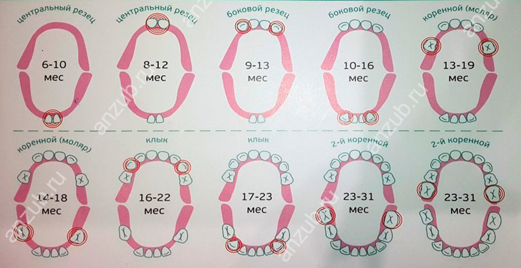 Последовательность Зубов У Детей Фото